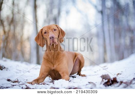 Hungarian hound dog on snow in winter time