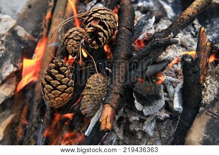 Bonfire in the forest ready for barbeque