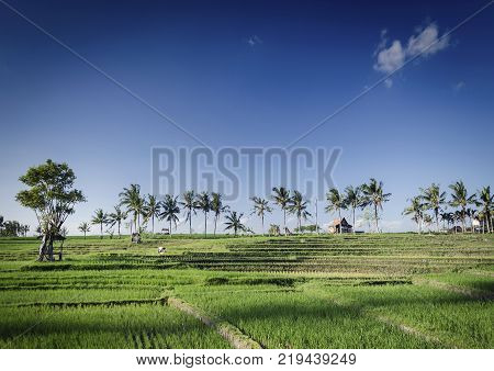 rice paddie fields rural farming landscape view near tabanan in south bali indonesia