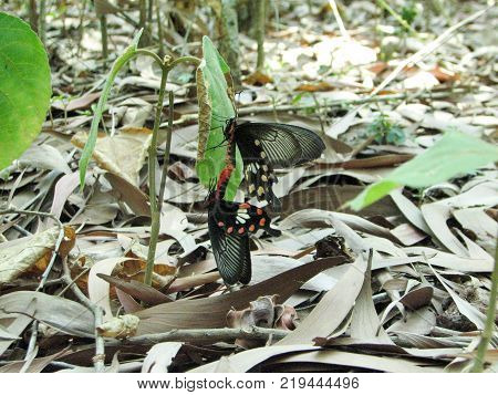 Butterflies, Giant Swallowtails mating against a background of dry leaves Taxonomy - Papilio cresphontes