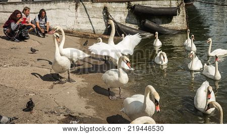 Image Of White Swans In Port Of Baltiysk, Kaliningrad Region