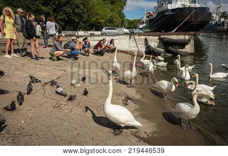 Image Of White Swans In Port Of Baltiysk, Kaliningrad Region