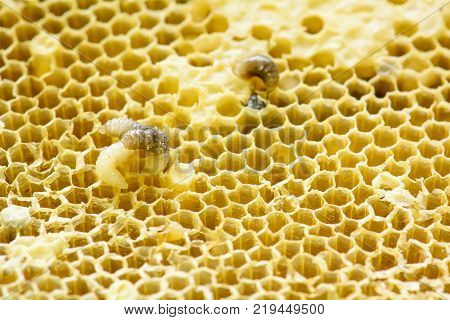 Nest Of Apis Florea