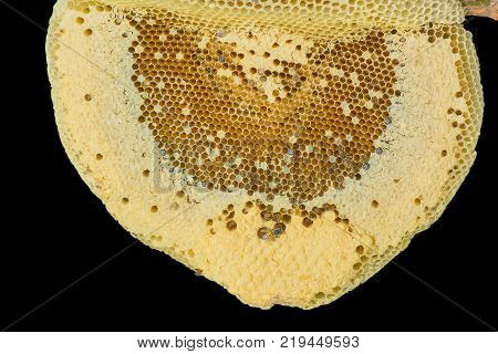 Nest Of Apis Florea