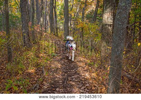 a domesticated Wolf walks through the forest, beautiful beast runs in nature. Primorskiy Kray