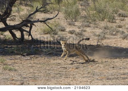 Cheetah Chase