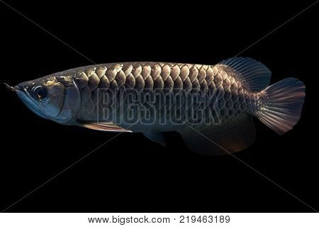 Malasian Golden Arowana isolated on Black Background