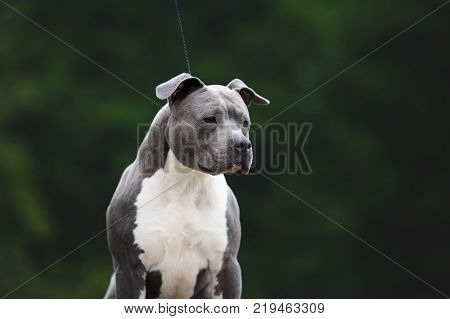 Beautiful portrait of the breed American Staffordshire terrier. A dog of blue color on a green blurred background. Exterior portrait of amstaf.