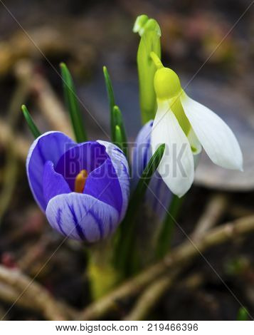 Fresh spring flowers - blue crocus and snowdrop closeup