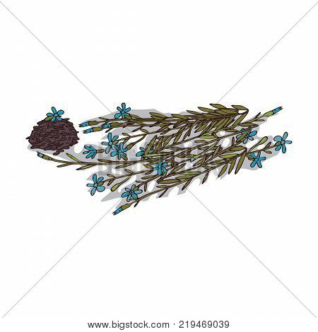 Isolated clipart of flax plant on white background. Botanical drawing of herb Flax with flowers and leaves, seeds
