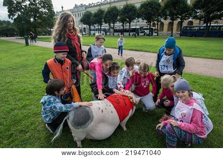 Mini Pig Walks In A Green Grass Park