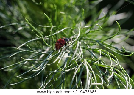 Macro / Insect / Ladybug creeps on a plant
Macro