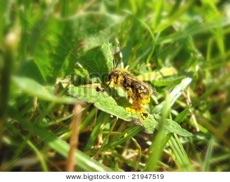 Bi på grønne blade fulde af Pollen
