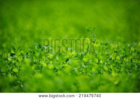 Field of a green clover background. Clovers three leaf. Day of St Patrick concept. Selective focus.
