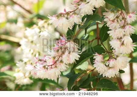 Deutzia Scabra voorjaar struik