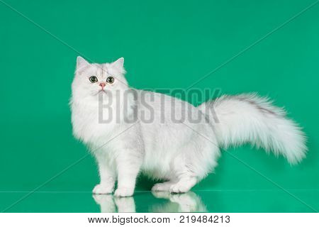 Studio portrait of White British long hair cat with green eyes