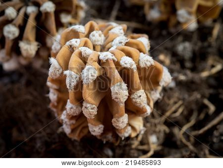 Close-up details of a dry wilted easter lily cactus plant