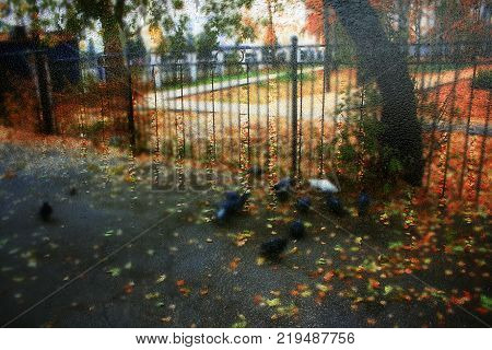 Autumn street on a rainy day view through wet glass