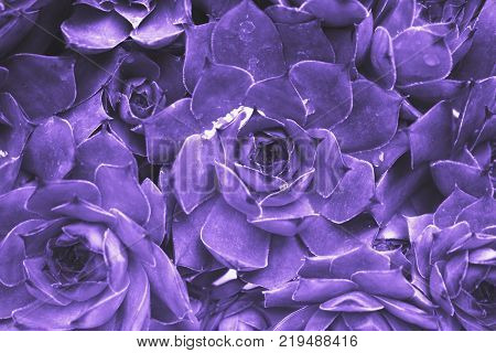 Ultraviolet Abstract Background - Closeup Of Sempervivum Calcareum-houseleek, Painted In Ultra Viole