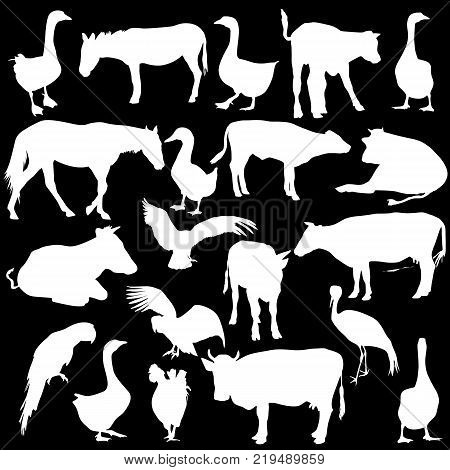 Black set silhouettes  zoo animals collection on white background. Vector illustration.