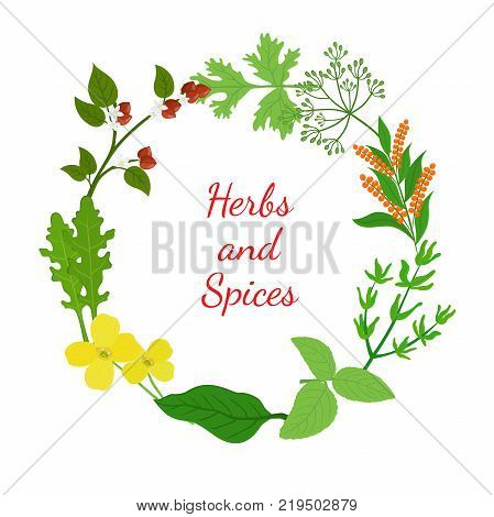 Hebs, spices - arugula, mustard, matcha, basil, thyme, quinoa, buckwheat, dill. Made in cartoon flat style. Vector illustration