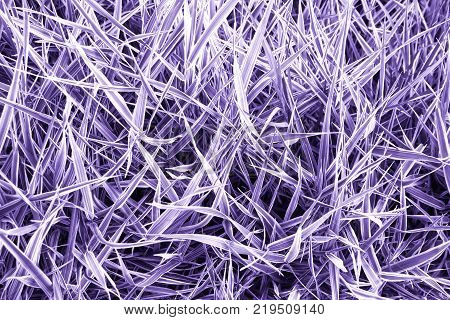 Abstract ultraviolet grass background Close up of green grass bush painted in ultra violet color