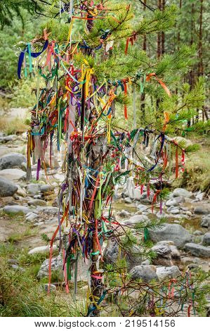Colored Ribbons To The Holy Tree. Zalaal. Near Source Of Mineral Water. Arshan. Russia