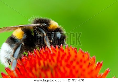 Hummel
