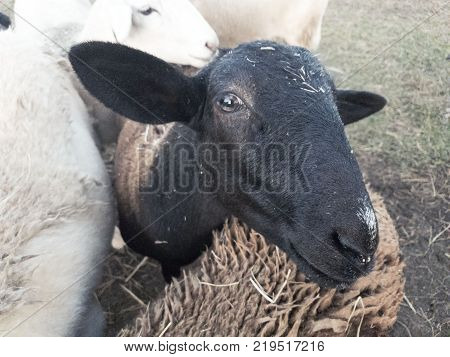 Katahdin ewe lamb peeking out from flock and looking at camera