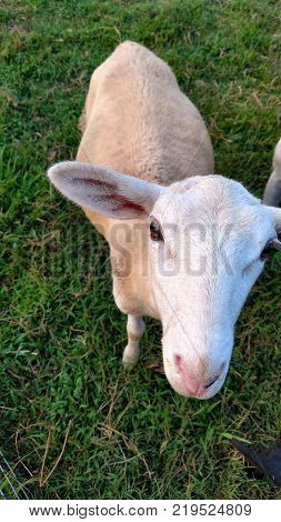 Katahdin ewe lamb standing on green grass looking up at camera