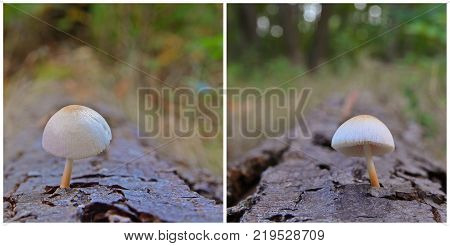 a pluteus petasatus mushroom on tree log