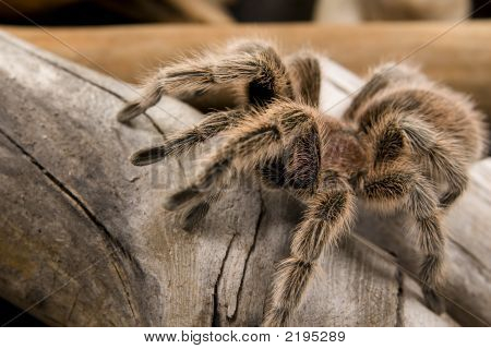 Cileno Rose Tarantula