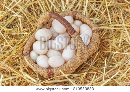 basket of fresh eggs collected in the house