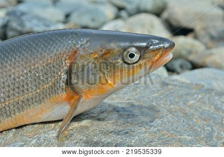 A close up of the fish (Leuciscus brandti).