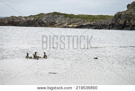 Goose familys travelling on the Atlantic sea