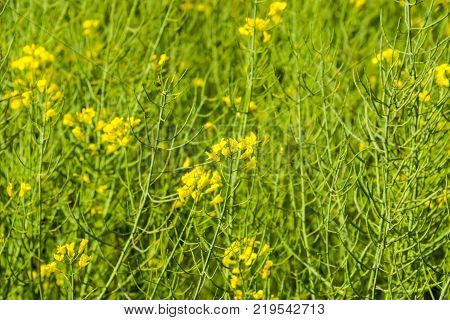 Rapeseed field. Background of rape blossoms. Flowering rape on the field