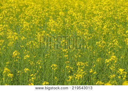 Rapeseed field. Background of rape blossoms. Flowering rape on the field