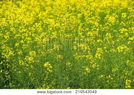 Rapeseed field. Background of rape blossoms. Flowering rape on the field