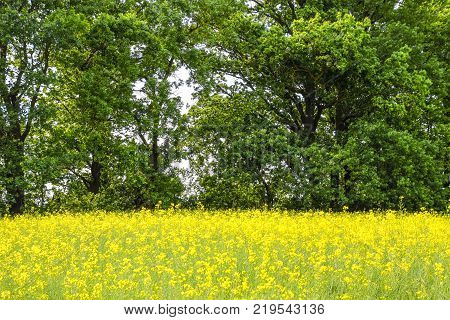 rapeseed field against the forest belt. Windbreak forest belt