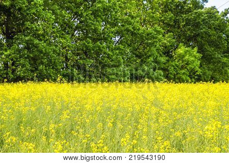 rapeseed field against the forest belt. Windbreak forest belt
