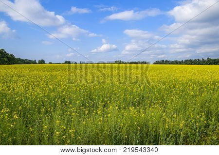 Rapeseed field. Yellow rape flowers, field landscape. Blue sky and rape on the field
