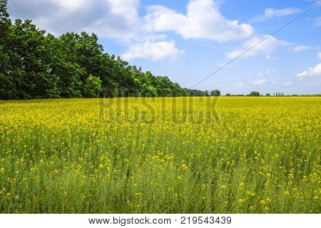 Rapeseed field. Yellow rape flowers, field landscape. Blue sky and rape on the field