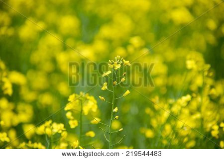 Rape flowers. Macro photo of a flowering canola. Rapeseed field