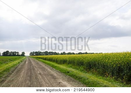 Road In Rapeseed Field And Forest Belt For Wind Protection