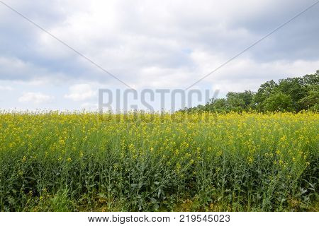 The Rapeseed Field And The Sky Above It. Spring In The Field
