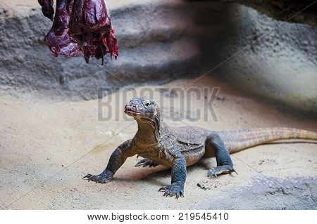The Komodo dragon eats a deer victim