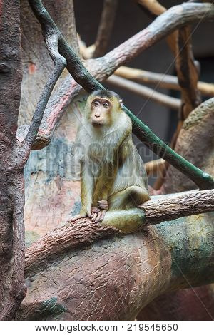 Sad macaque sitting on the tree - Macaca nemestrina