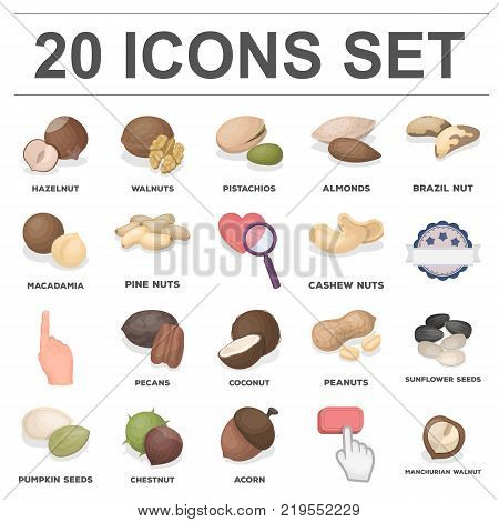 Different kinds of nuts cartoon icons in set collection for design.Nut Food vector symbol stock  illustration.