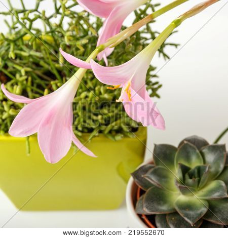 Succulent plants and Rosepink Zephyr Lily flower or Pink Rain Lily, Zephyranthes Grandiflora. Gently pink pastel color flowers on a green background.