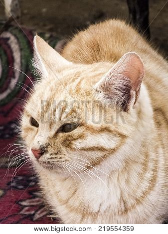 yellow hairy cat, the most beautiful yellow hairy cat eyes, closely the cat eyes,